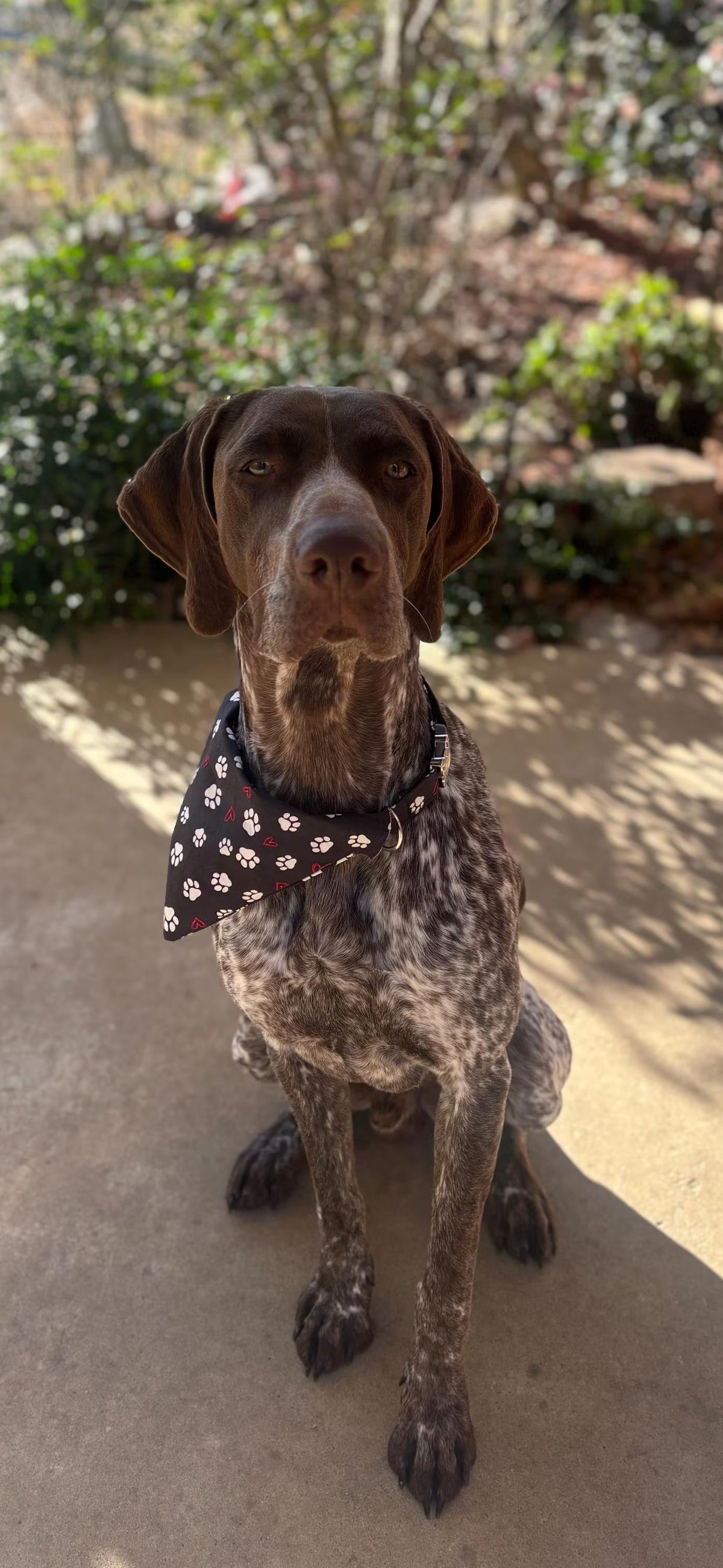 Handmade Dog Bandana