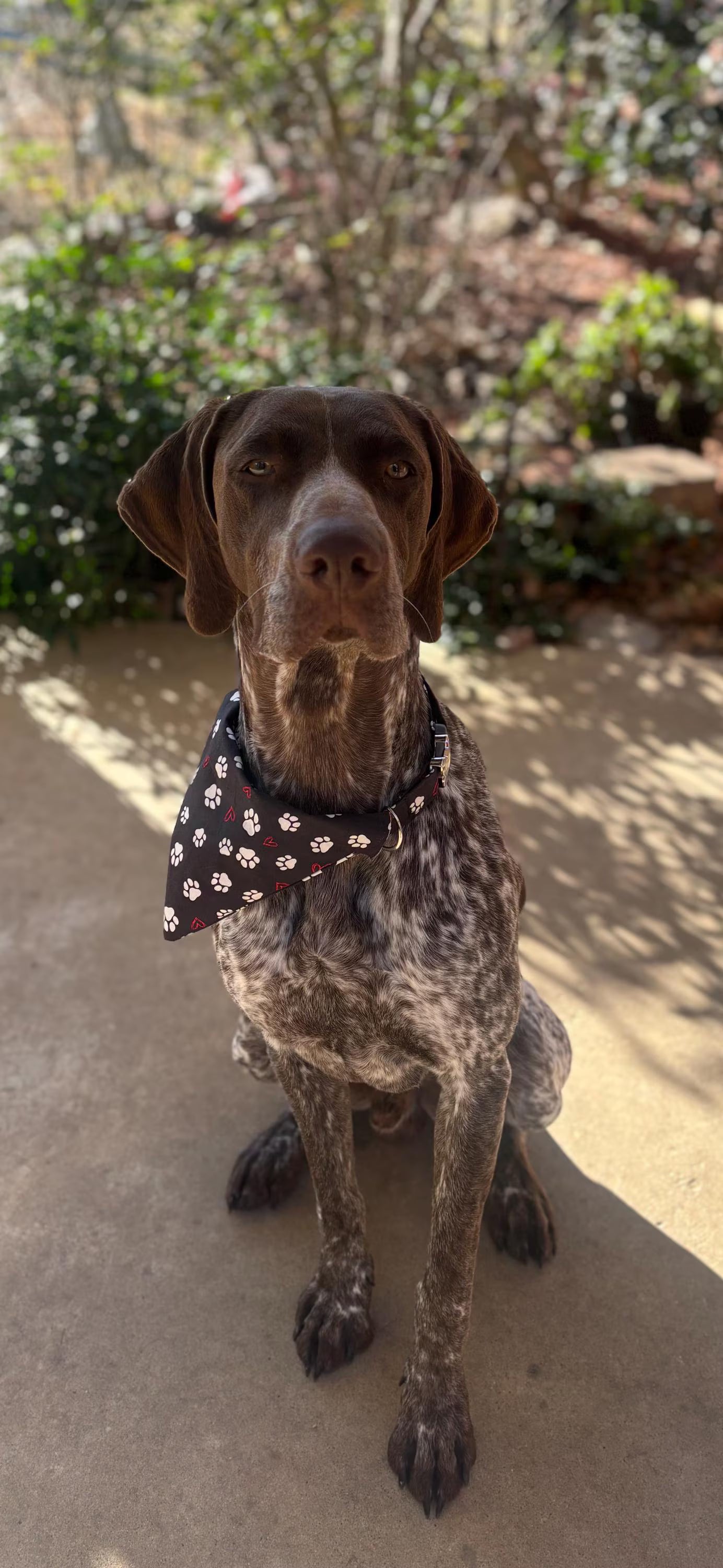 Handmade Dog Bandana