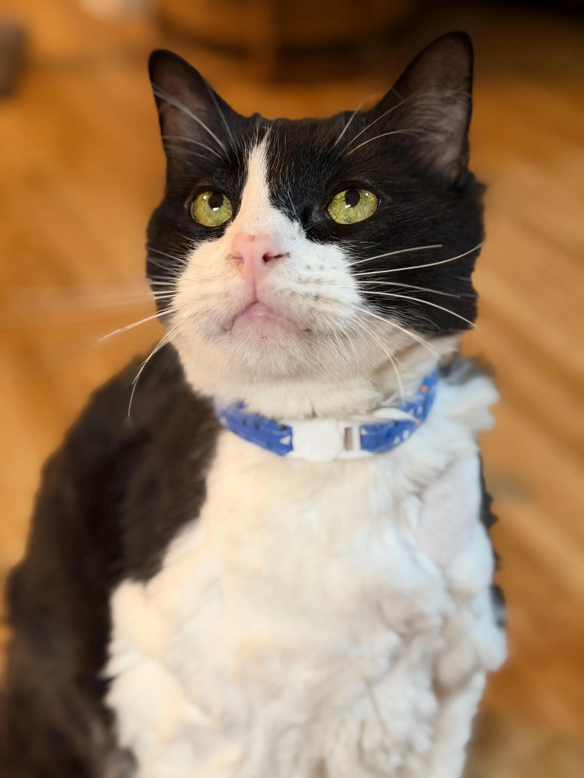 Cat Collar