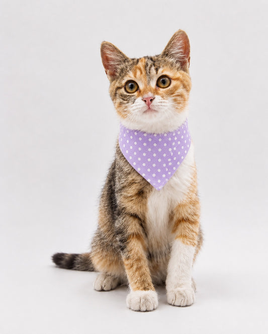 Cat Bandana