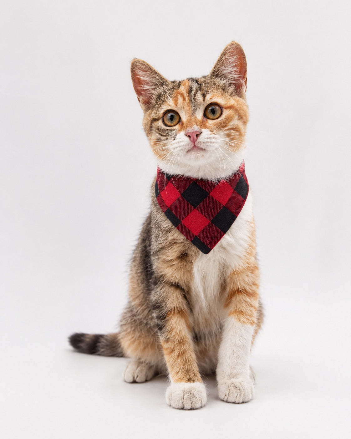 Cat Bandana